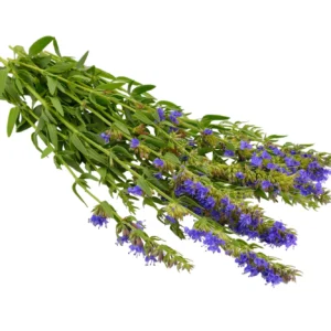 Hyssop Seeds